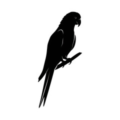 Fototapeta premium Parrot perched silhouette, transparent background, vector icon style, clean minimal, isolated object