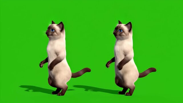 Siam cats standing on two legs dancing on green screen backdrop animating with cute behavior rendered