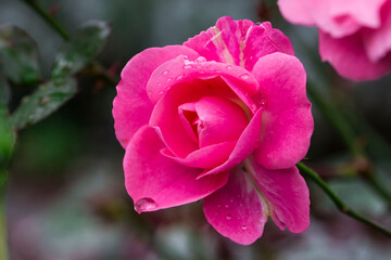 a pink rose with raindrops or dew. on a blurred background with bokeh. a colorful macro photo of a flower. a screensaver. free space. a close-up.