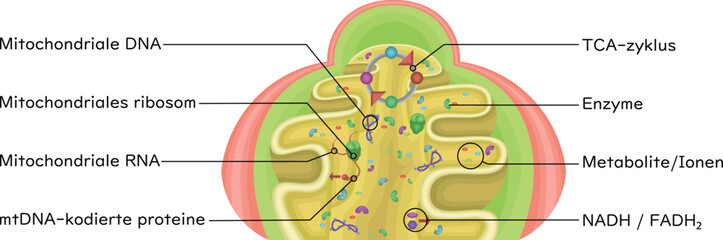 Mitochondrial Matrix Showing Enzymes German