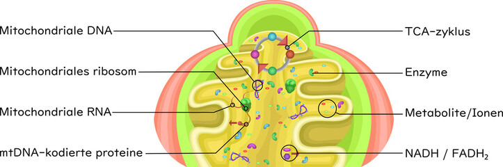 Mitochondrial Matrix Showing Enzymes German