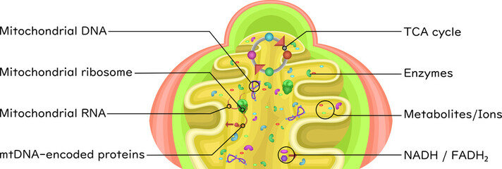Mitochondrial Matrix Showing EnzymesEnglish