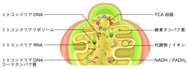 Mitochondrial Matrix Showing Enzymes Japanese