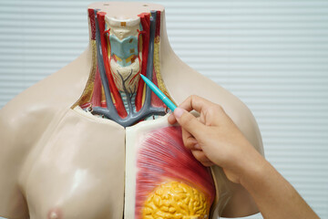 Naklejka premium Asian student learning with human body model in anatomy biology in classroom at high school.