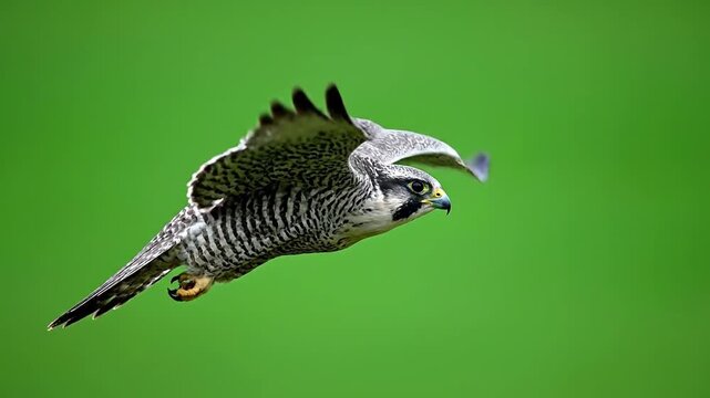 A peregrine falcon flying with a fish in its talons against a green screen background for use in a template or advertisement.
