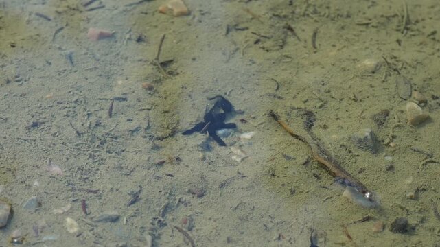 Real-time footage of black tadpoles swimming in shallow lake water, showing early aquatic life in a natural habitat.