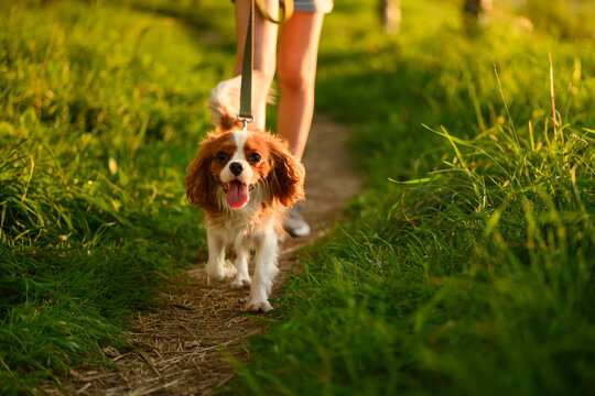 Pet walk with its owner. Cavalier companion dog explores nature together and enjoys sunset stroll along trail in fresh air with its owner on leash. Dog Walking