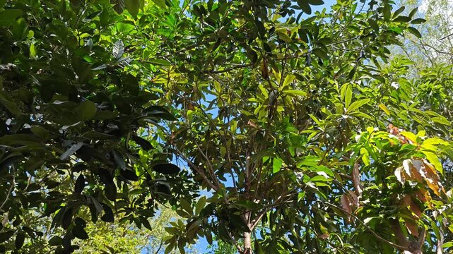 Tropical fruit orchard featuring sapote, guava, and loquat trees.