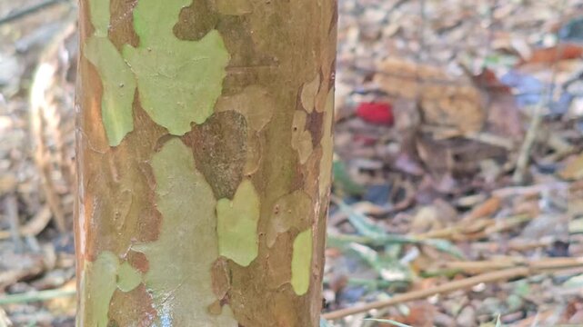 Close-up of the textured bark of a Guava tree trunk (Psidium guajava).