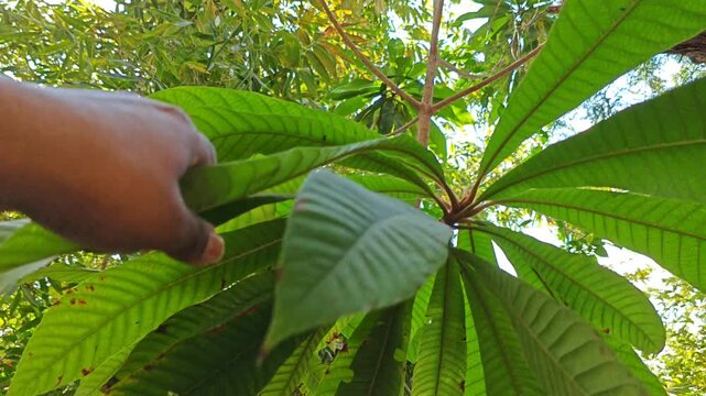 Detailed view of Mamey tree foliage under natural daylight.