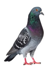 Fototapeta premium Full profile view of a rock pigeon, showcasing the bird's feathers against a white background