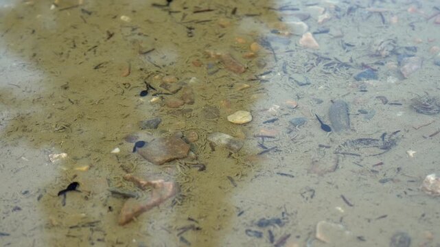 Slow-motion video of black tadpoles swimming calmly in shallow water, capturing detailed movement and aquatic behavior.