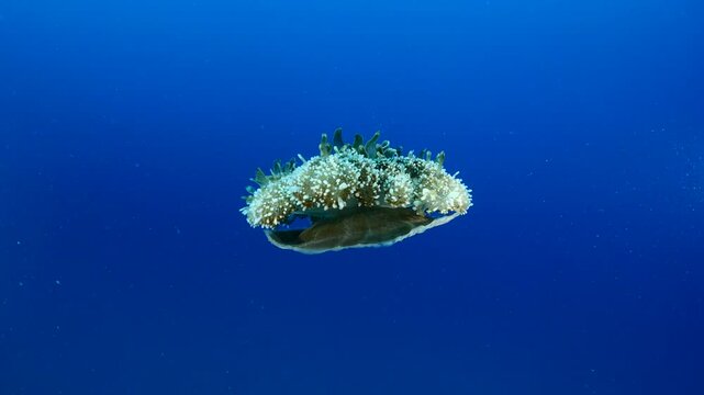 Cassiopea andromeda jellyfish underwater swim mediterranean sea jelly fish