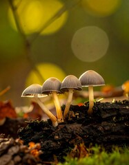 Fototapeta premium Four small mushrooms growing on a fallen log, with a blurred bokeh background