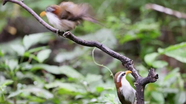 White-browed Scimitar Babbler on a branch