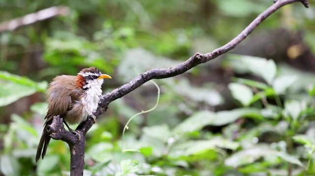 White-browed Scimitar Babbler on a branch