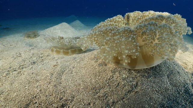 Cassiopea andromeda jellyfish underwater swim mediterranean sea jelly fish