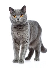 Obraz premium Gray British Shorthair cat with bright orange eyes, walking forward on a white backdrop