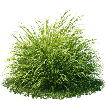 Variegated Ornamental Grass Bush With Green Blades And White Background plant foliage