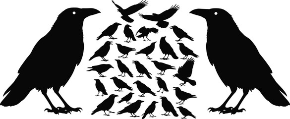 Obraz premium Collection of black crow silhouettes in various poses against a white background