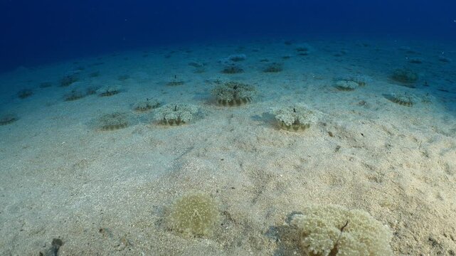 Cassiopea andromeda jellyfish underwater swim mediterranean sea jelly fish