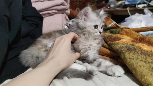 Small gray Maine Coon kitten with light smoky gray striped coat cool color plays lies and sleeps against a backdrop of scattered items in an old apartment against dark background purebred mixed breed 