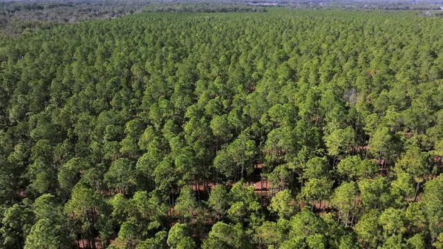 Aerial drone shot captures a forward-moving perspective over the vast and lush Florida Pine Flatwoods. The footage showcases an endless canopy of vibrant green flat wood pine trees.