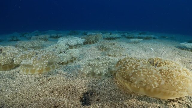 Cassiopea andromeda jellyfish underwater swim mediterranean sea jelly fish