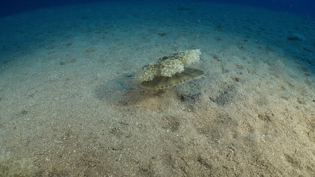 Cassiopea andromeda jellyfish underwater swim mediterranean sea jelly fish