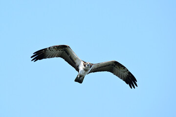 Obraz premium Wild bird of prey soaring high with wings fully extended against a clear blue sky. Minimal wildlife scene symbolizing freedom, strength, and natural flight.