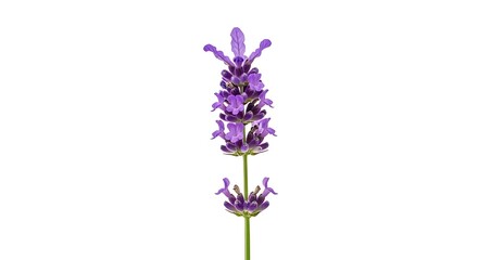 Obraz premium A single stem of lavender with purple flowers isolated against a transparent background 