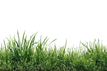 Fototapeta premium Green grass growing in a row on a black background nature field