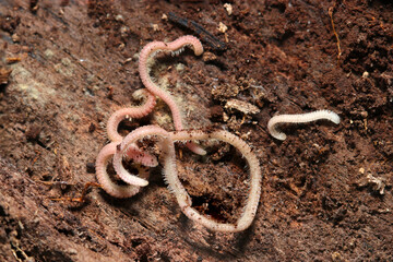朽ち木裏に群れる薄ピンク色の土壌動物タマモヒラタヤスデ（自然環境下マクロ撮影）