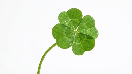 Four leaf clover with vibrant green leaves and a long slender stem isolated on white background object on white and png