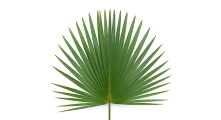 Fototapeta premium Isolated palm leaf with slender stem on transparent background, viewed from directly above