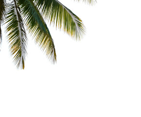Obraz premium palm tree leaves isolated on white, png