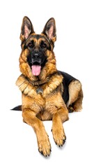 German Shepherd dog, lying down, looking at the viewer. Isolated on a white background