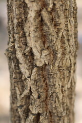 Obraz premium Close-up macro shot of rough textured tree bark with a tiny insect crawling on it