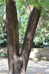 Close-up of a tree trunk splitting into two main branches in a park setting © khomkrit