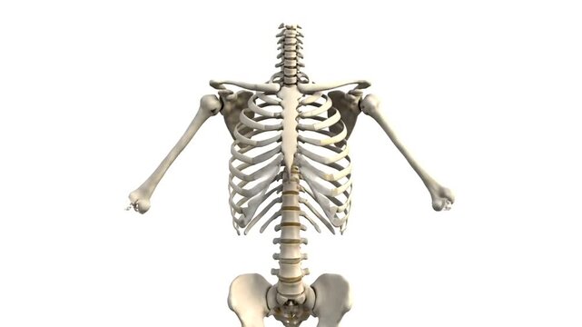 Human skeleton anatomy front view isolated on white background.