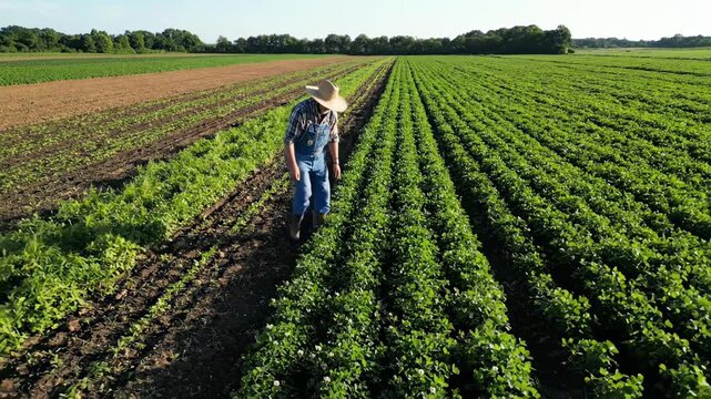 Farmer inspecting crops in a vast agricultural field on a sunny day.