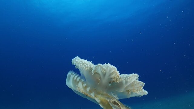 Cassiopea andromeda jellyfish underwater swim mediterranean sea jelly fish