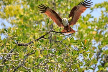 The Canopy Landing: A Brahminy Kite Descending into the Mangroves