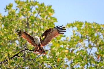 Obraz premium The Canopy Landing: A Brahminy Kite Descending into the Mangroves