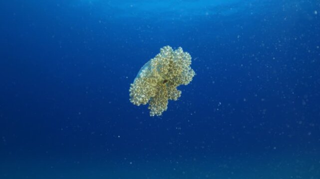 Cassiopea andromeda jellyfish underwater swim mediterranean sea jelly fish