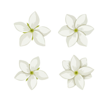 Four white jasmine flowers isolated on a clean white background