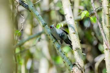Green-billed Malkoha on a branch in nature