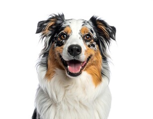 Fototapeta premium Close-up of happy dog's face, multicolor fur, white backdrop