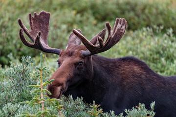 701-93 Moose in the Willows