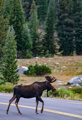701-34 Moose on the Road